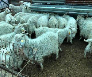 Sultanbeyli Adaklık