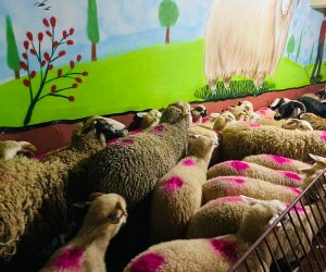 Küçükyalı en ucuz adaklık kurban satış yeri