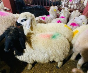 Altunizade en ucuz adaklık kurban satış yeri