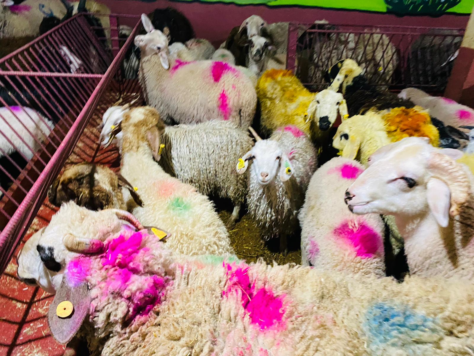 Orhangazi Caddesi en ucuz adaklık kurban satış yeri