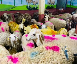 Dudullu en ucuz adaklık kurban satış yeri