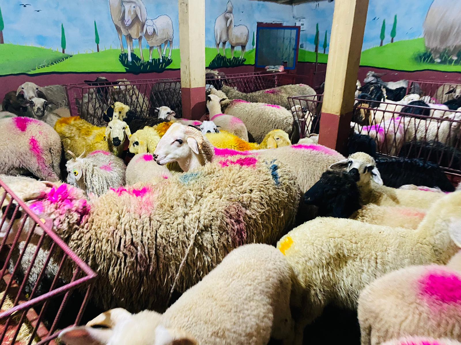 Orhangazi Caddesi en ucuz adaklık kurban satış yeri