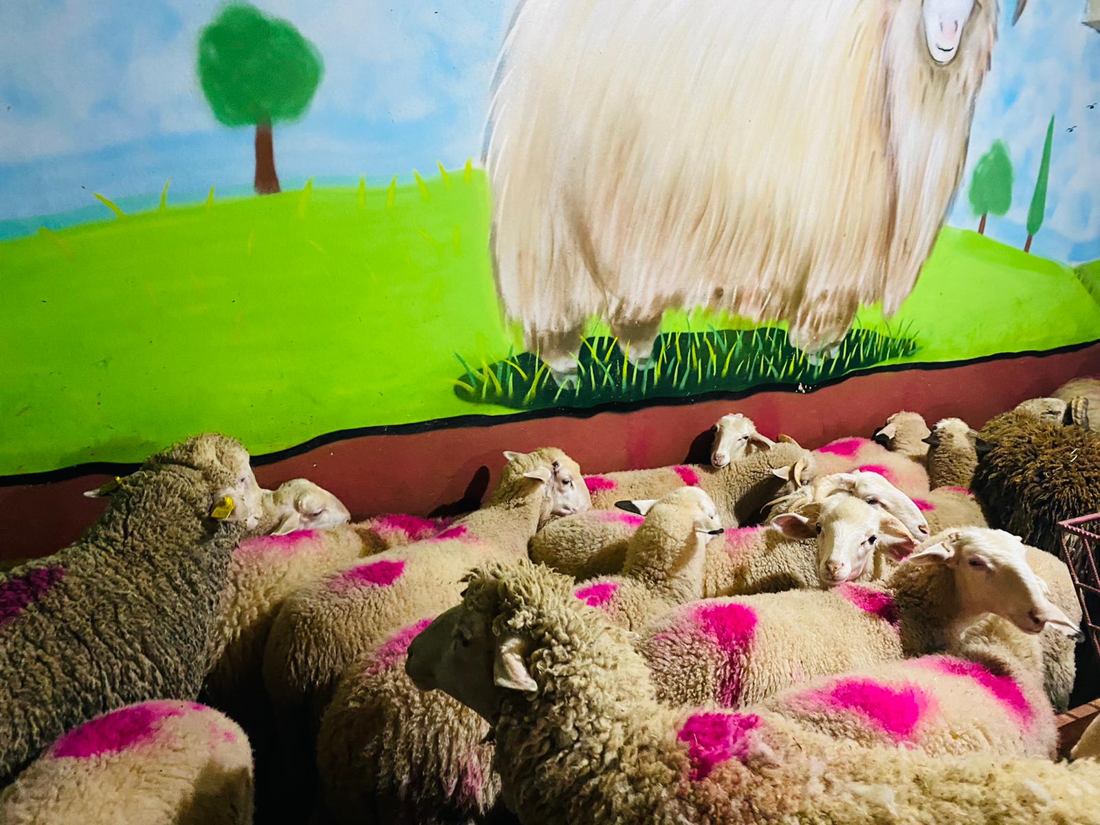 Orhangazi Caddesi en ucuz adaklık kurban satış yeri