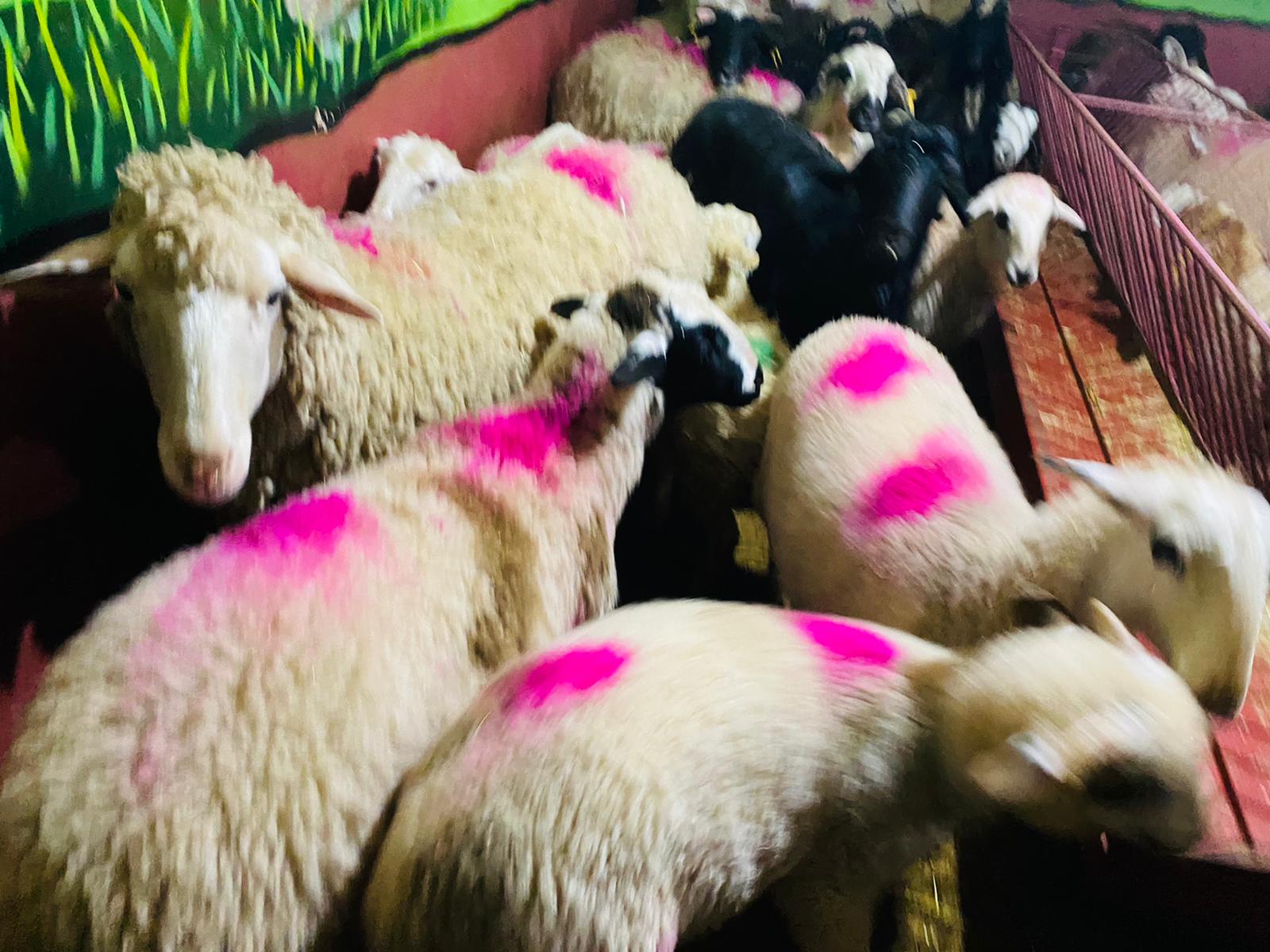 Orhangazi Caddesi en ucuz adaklık kurban satış yeri