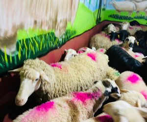 Kartal en ucuz adaklık kurban satış yeri