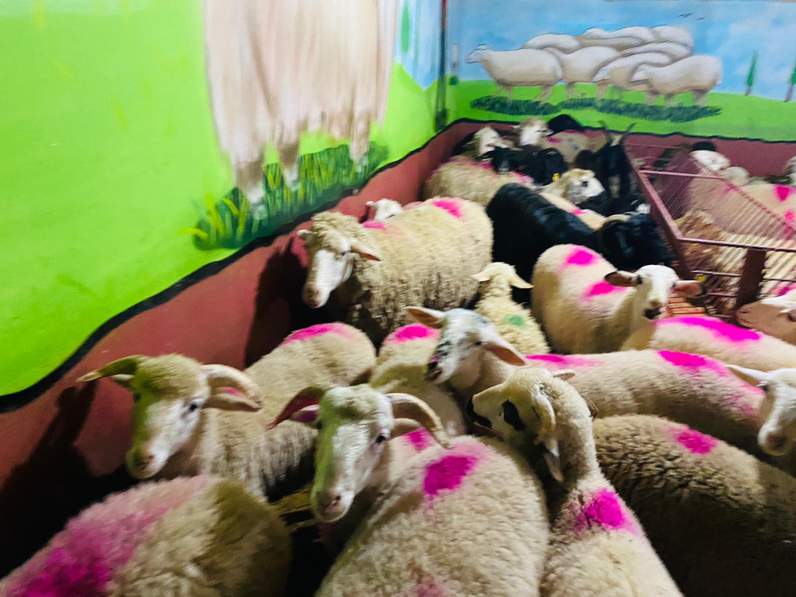 Orhangazi Caddesi en ucuz adaklık kurban satış yeri