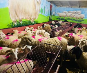 İdealtepe en ucuz adaklık kurban satış yeri