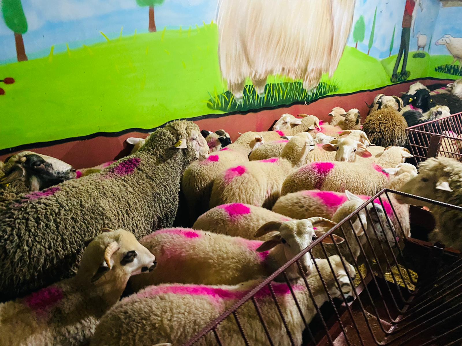 Orhangazi Caddesi en ucuz adaklık kurban satış yeri